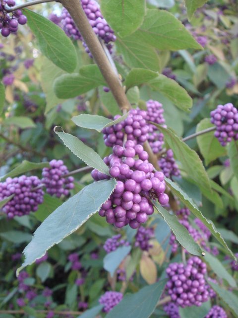 Callicarpa bodinieri var.giraldii 'Profusion' fruit P22